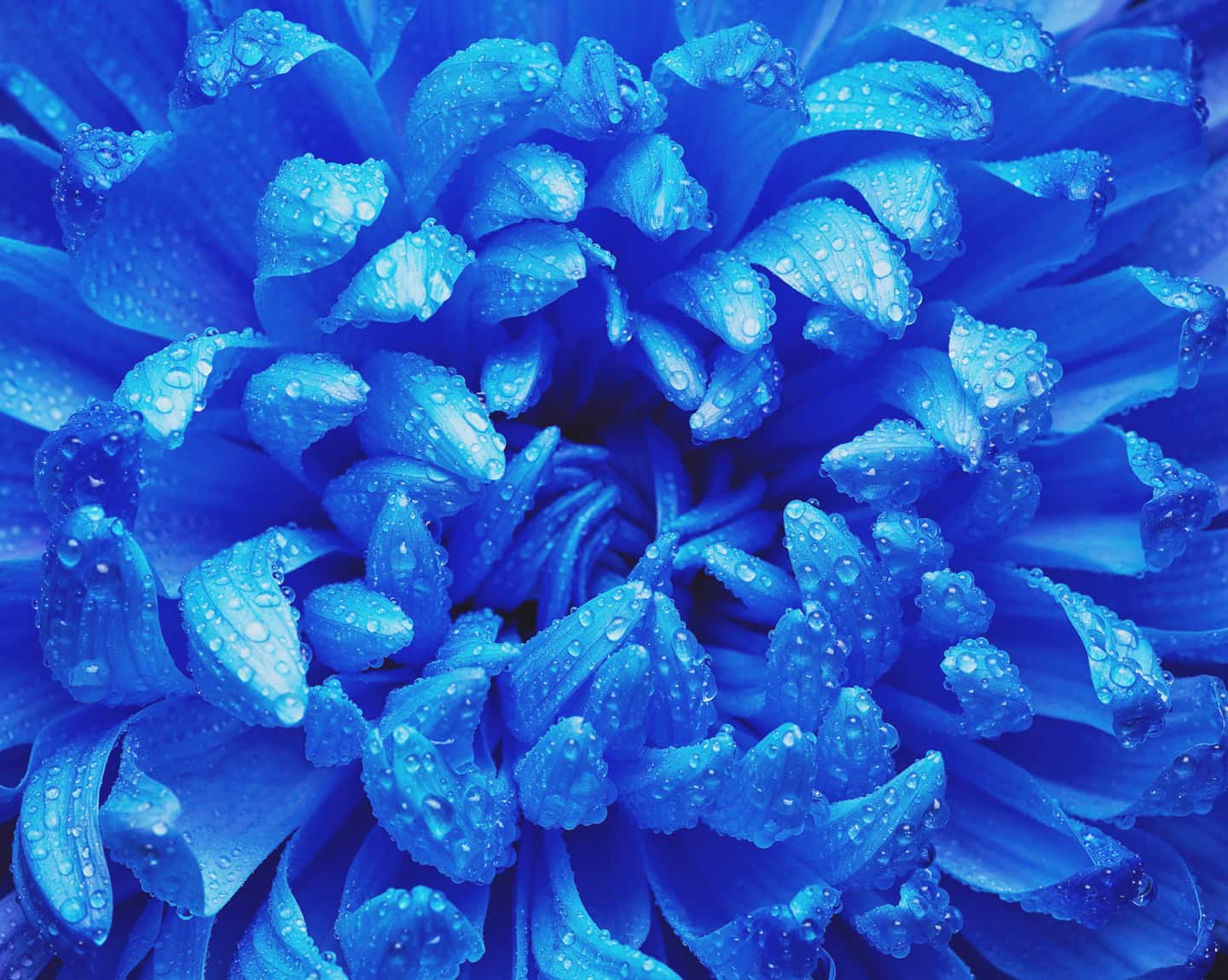 Blue Flower