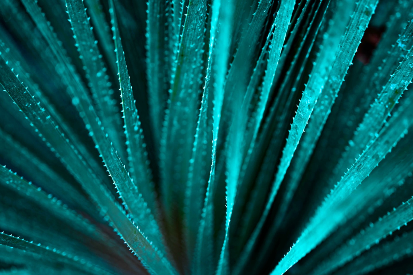 Teal Succulent Leaves BG